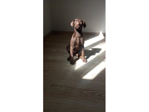 Doberman kızıl yavru