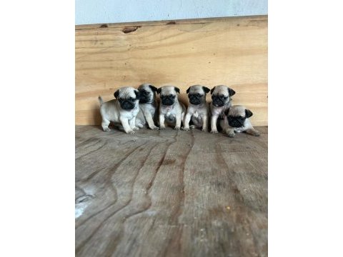 Sevimli pug mops yavrular