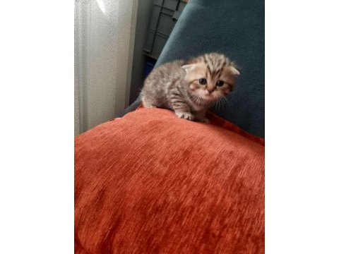 Ücretsiz sahiplendirme british shorthair