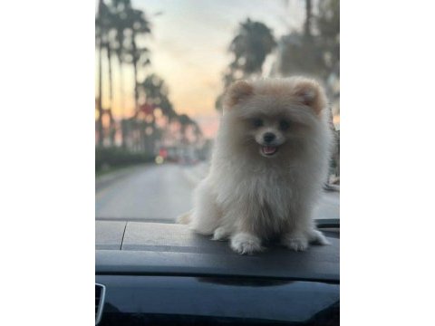 3 aylık tuvalet eğitimli aile bebeği pomeranian