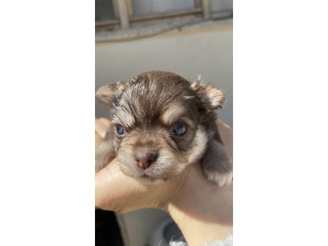 Mavi gözlü safkan elma kafa chihuahua