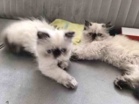 İran kedisi haskan himalayan