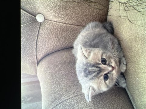 3 adet scottish fold yavru istanbul içinde