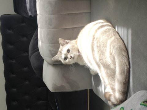 18 aylık dişi lynx point british shorthair