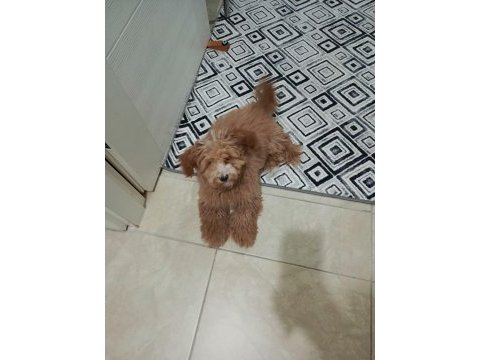 4 aylık maltipoo