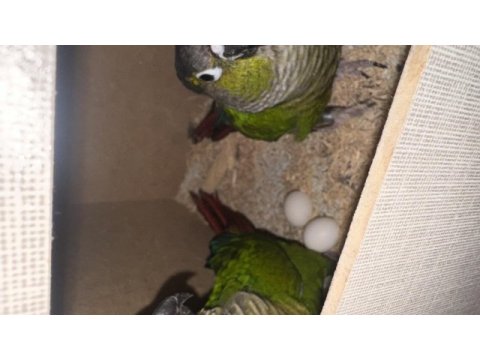 Garanti satılık konur takımlar