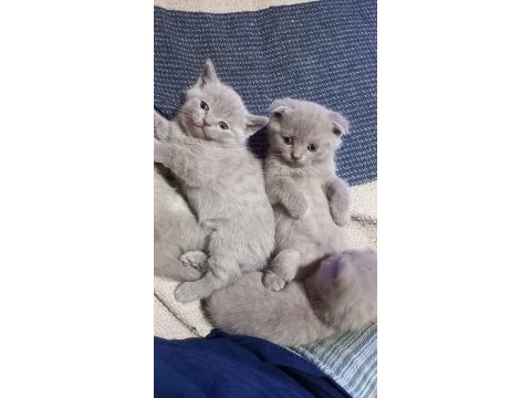 Minik scottish fold erkekler 2 aylık oldular