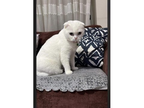 Dişi scottish fold 1,5 yaşında