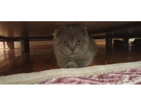 Scottish fold kedilerim bir dişi bir erkek