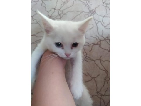 Yavru british shorthair kedilerimiz sahiplendirilecektir