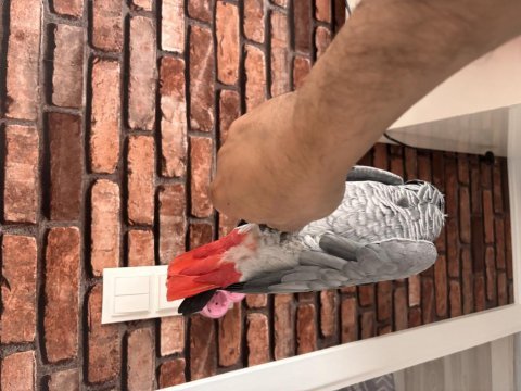 Altı yaşında full evcil kızgınlık yumurtası yapmış jako