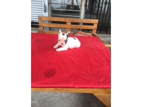0-3 aylık french bulldog yavrularımız