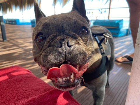 Sevimli dişi french bulldog