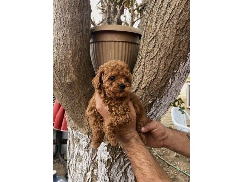 Poodle yavru erkek