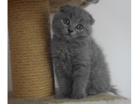 Scottish fold & straight yavru sahiplendirme
