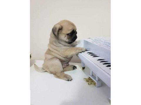 Muhteşem safkan pug yavruları