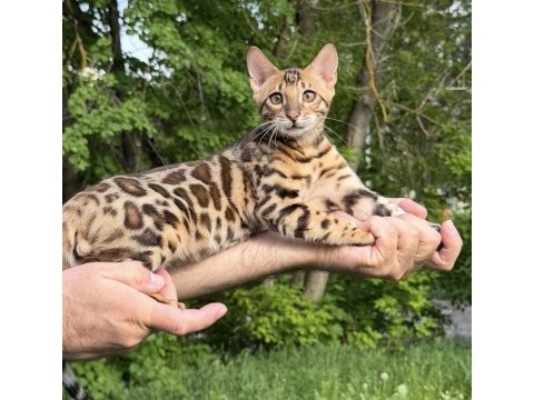 Üst kaliteli bengal erkek