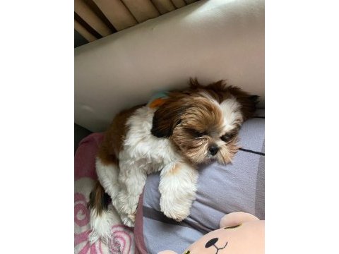 Maltipoo köpeğimiz (gofret)