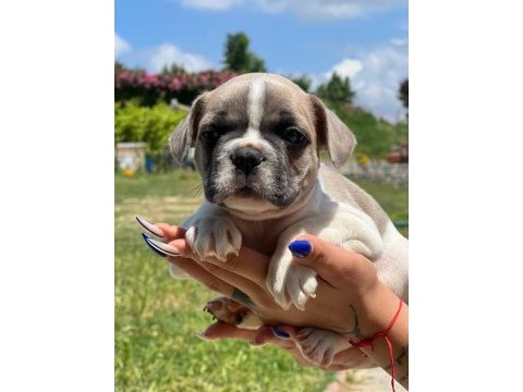Merhaba ben coco bulldog