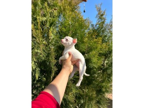 Şivava (chihuahua)
