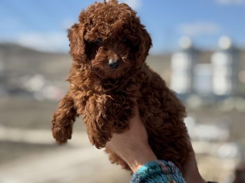 Ankaranın en seçkin red brown toy poodle yavruları