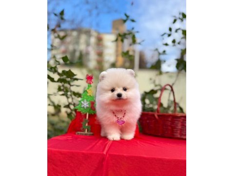 Safkan pomeranian boo yavrularımız
