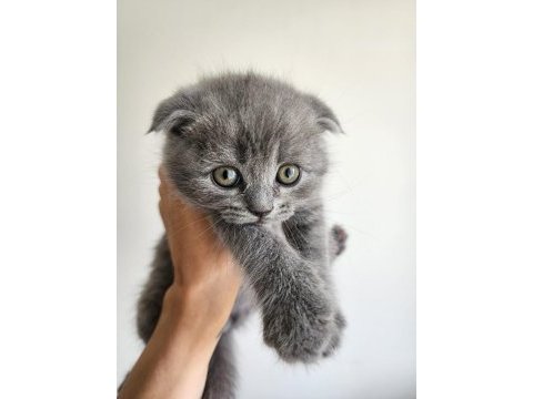 Safkan bebeklerimizi sahiplendiriyoruz scottish fold