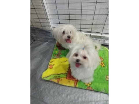Orjinal kore maltese bebeklerimiz