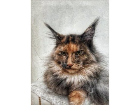 Dişi maine coon