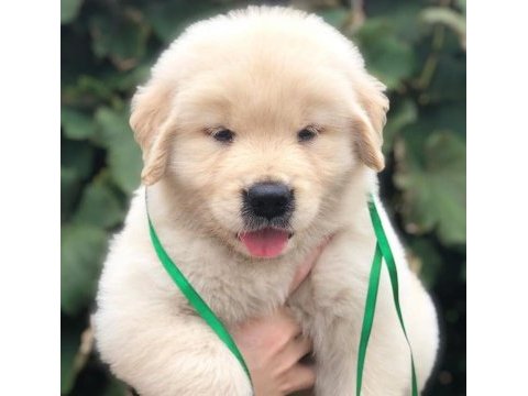 Golden retriever yavrularım