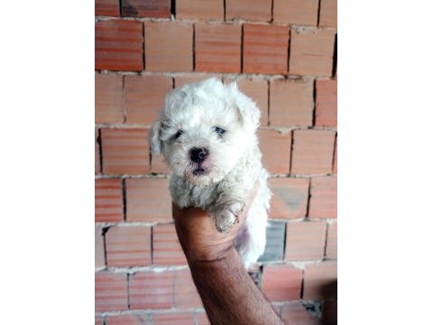 Kar beyaz maltipoo yavrular