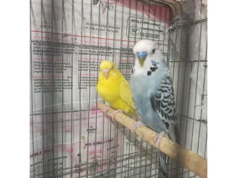 Damızlık ve yavru muhabbet kuşlar