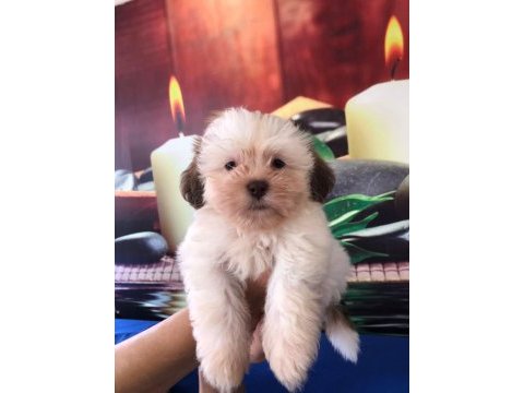 Shih tzu bebekler ruhsatlı üretim