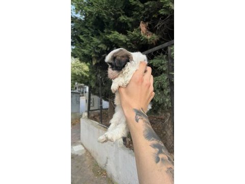 Shih tzu dişi minyatür yavru