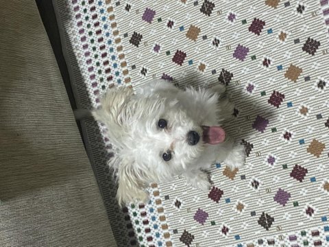Tüm aşıları tam 8 aylık dişi yavru maltipoo