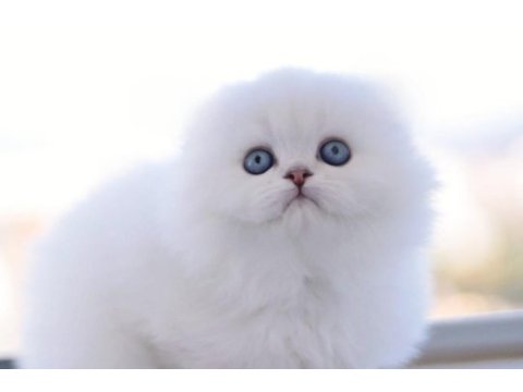 Türkiyede tek eşsiz güzellik scottish fold long yavrum