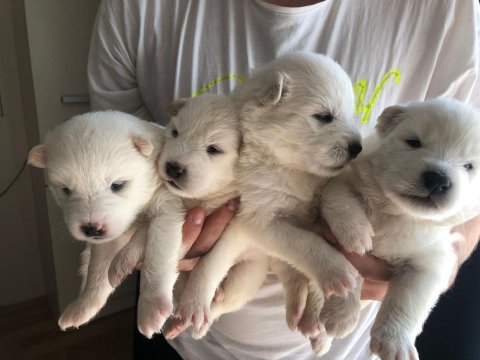 Safkan samoyed bebekler
