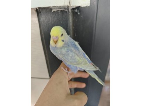 Rainbow muhabbet kuşu yavrular