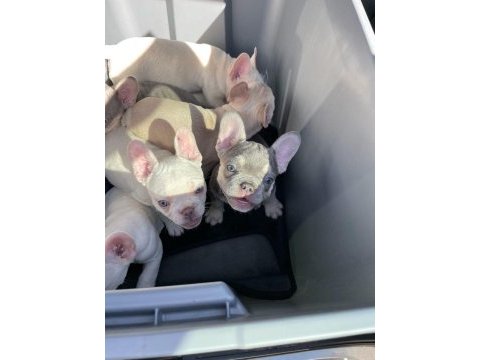 Safkan egzotik en değerlisi aşılı fransız bulldoglar