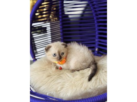 Scottish fold chocolate point