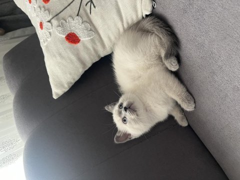 75 günlük erkek yavru kedimiz