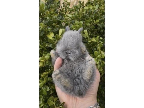 A kalite netherland dwarf yavru tavşanlar