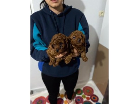 Ömür boyu ırk garantili dark ve red brown toy poodle