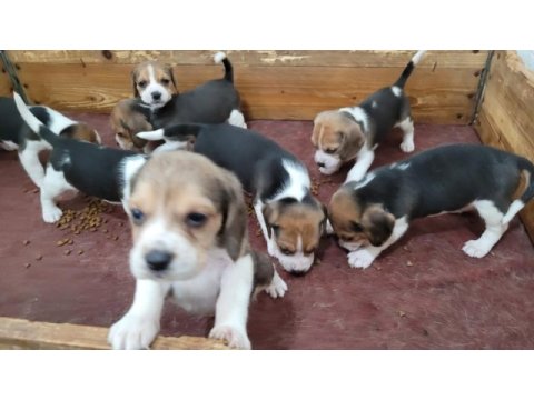 Safkan ırk garantili beagle yavrular
