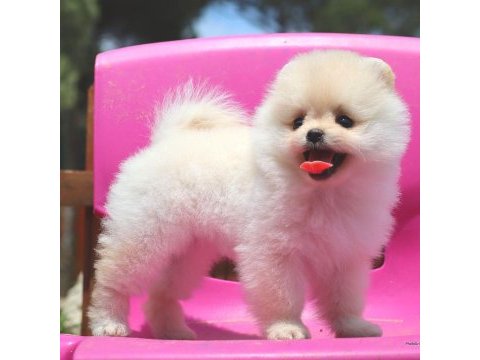 Pomeranian boo ayıcık surat üst kalite bebekler