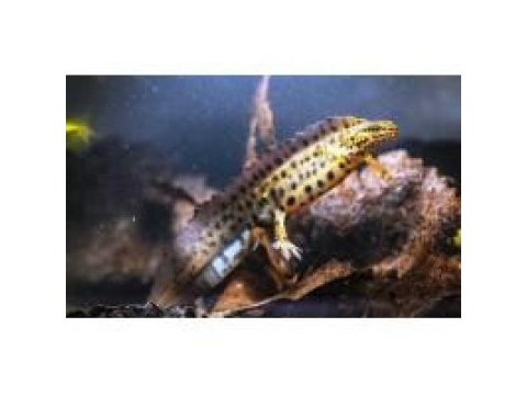 Lissotriton vulgaris semender (nadir ürün) 10-12 cm 1 adet