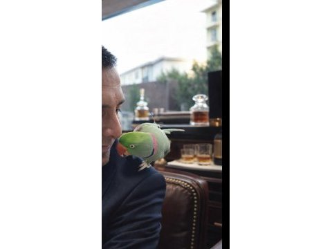 Evcil erkek iskender papağanı