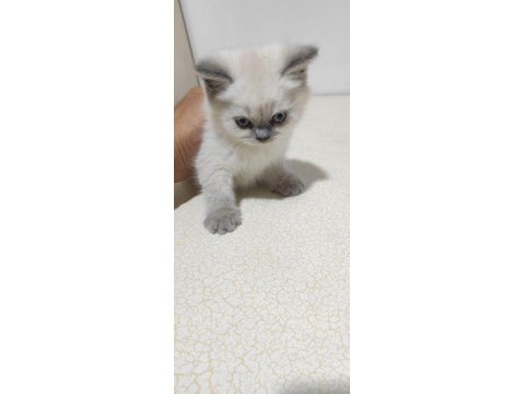 Scottish fold blue point uzun kulak