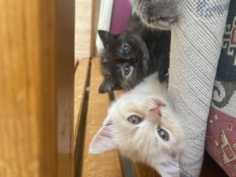 Yavru british shorthair 2 aylık