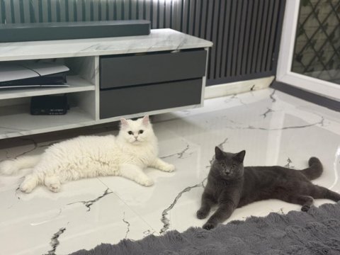 9 aylık oyuncu british shorthair erkek gri